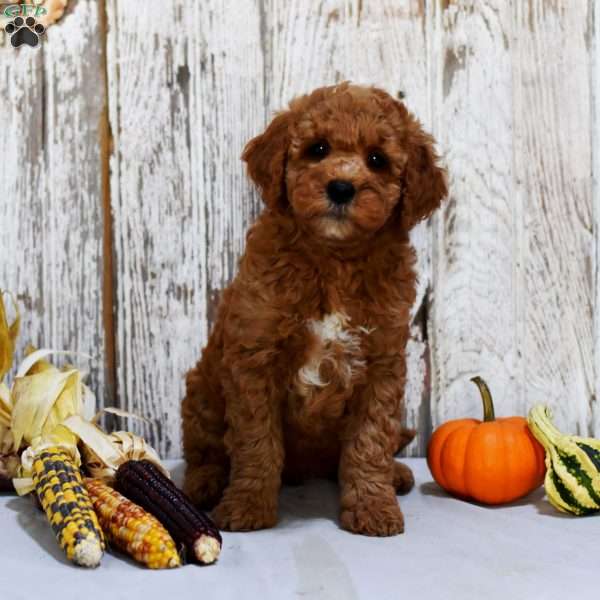 Esau, Mini Goldendoodle Puppy